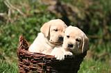 LABRADOR 1189